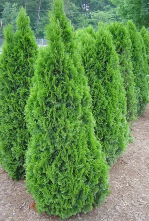Arborvitae (Emerald Green) 3'-4'