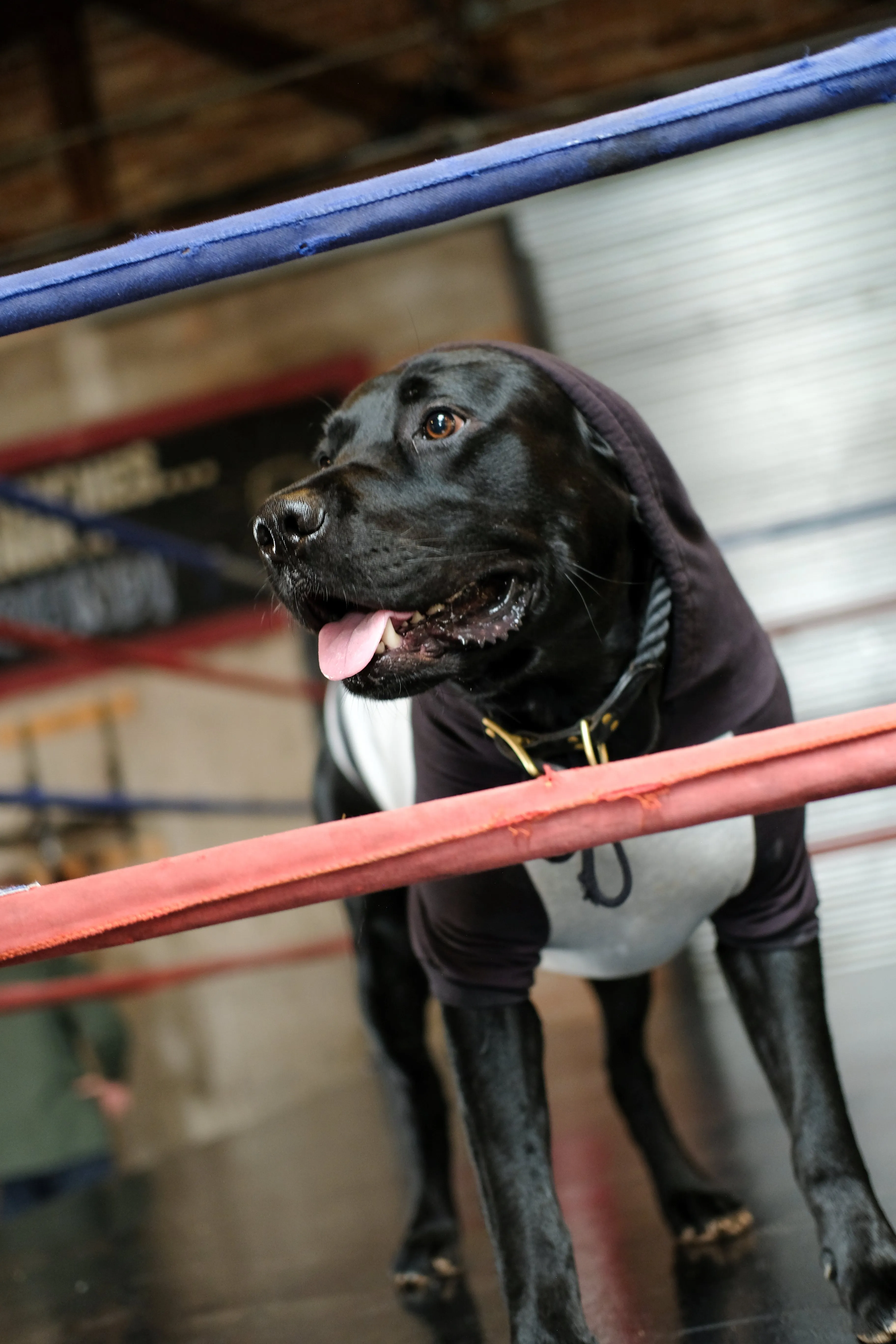DOG HOODIE - HEATHER GREY/BLACK