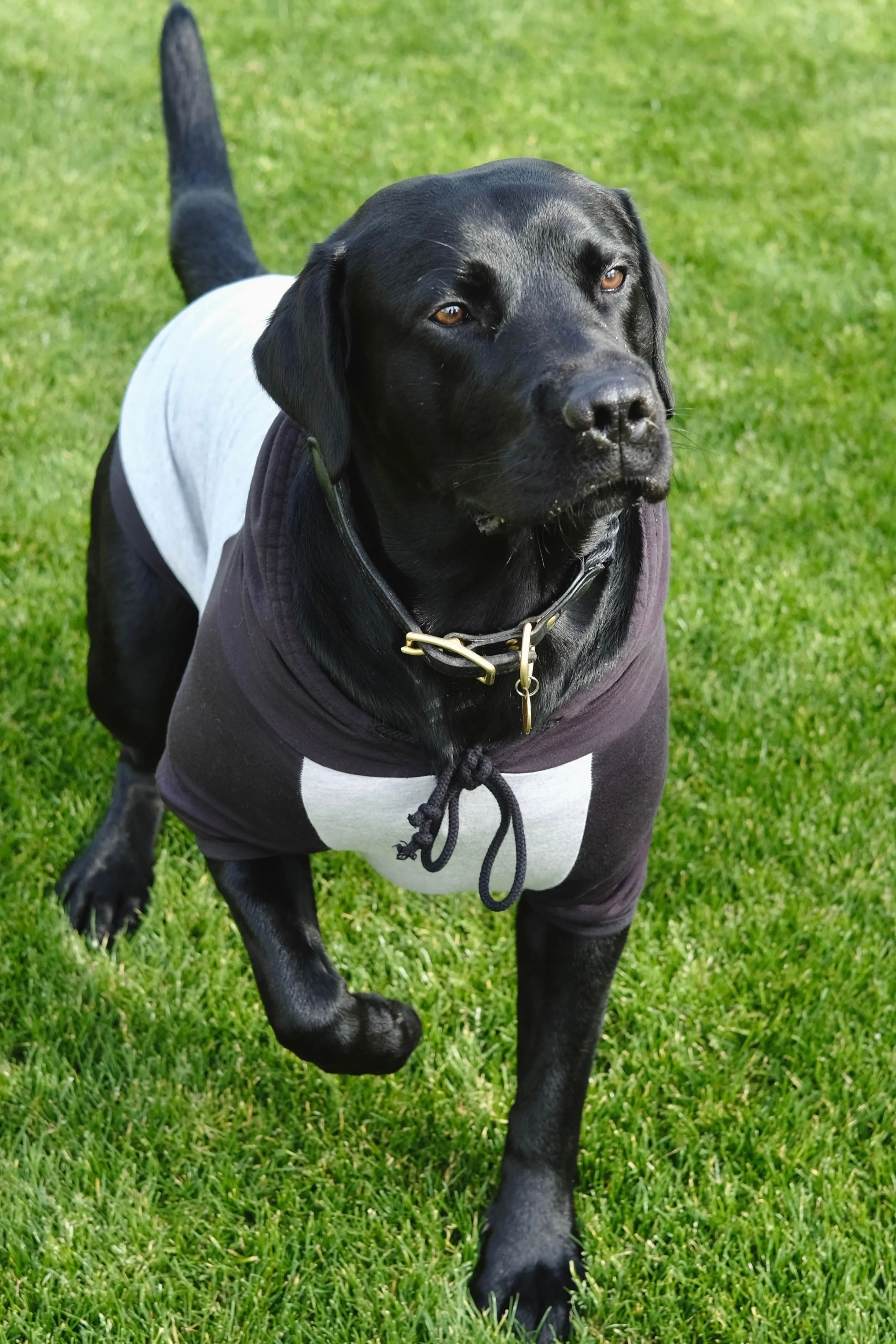 DOG HOODIE - HEATHER GREY/BLACK