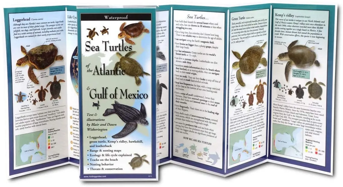 Sea Turtles of the Atlantic and Gulf of Mexico