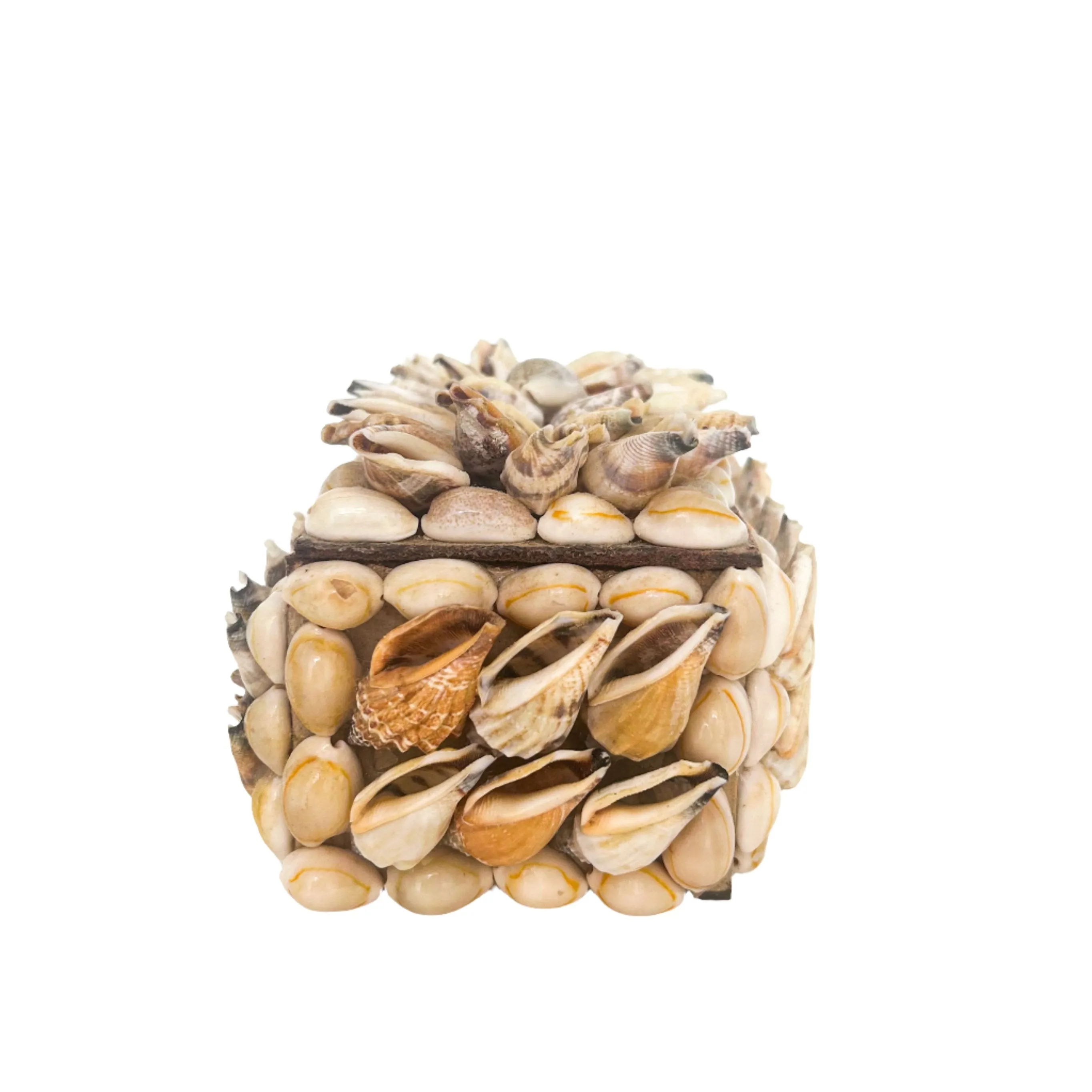 Shell Assemblage Box